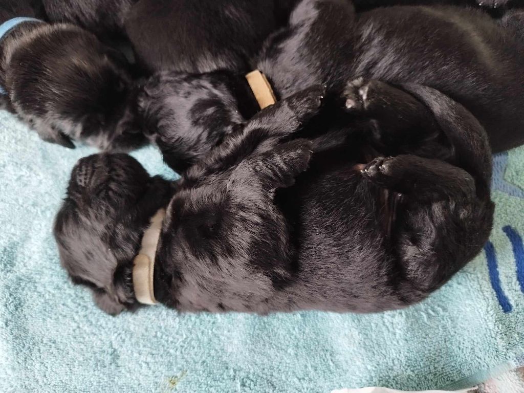 Des Ours Noirs Du Puits D'Havenat - Chiot disponible  - Terre-neuve