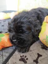 Des Ours Noirs Du Puits D'Havenat - Chiot disponible  - Terre-neuve