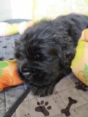CHIOT 5